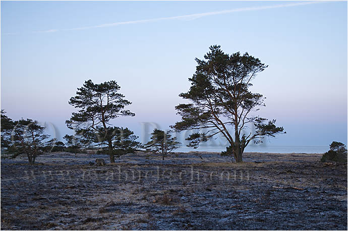 Morgonfrost - foto av Eva Bucksch